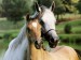 horse-wallpapers-515620